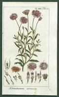 Immortelle